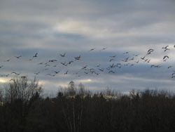 Birds