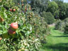 Apple Orchard