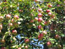 apples
