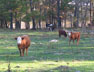 Pasture land
