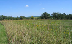 Prairie