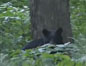 Bear in Woods